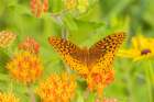 Great Spangled Fritillary-Marion County-Illinois-USA Art Print